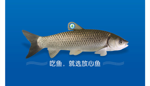 鯇魚皇養(yǎng)成記